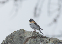 Fringilla montifringilla