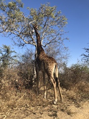 Giraffa camelopardalis giraffa
