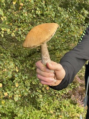 Leccinum versipelle