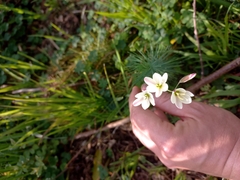 Iridaceae