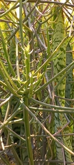 Euphorbia tirucalli