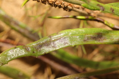 Golovinomyces sordidus