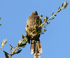 Anthochaera chrysoptera