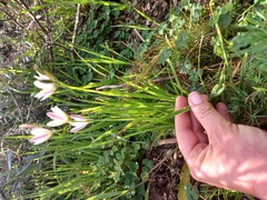 Iridaceae