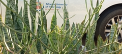 Euphorbia tirucalli