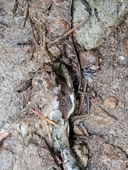 Rana
