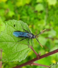 Scoliinae