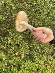 Leccinum versipelle