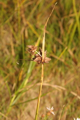 Bolboschoenus maritimus