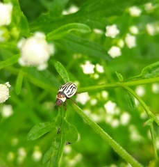 Zygogramma bicolorata