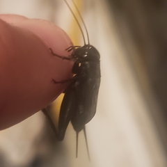 Gryllus pennsylvanicus