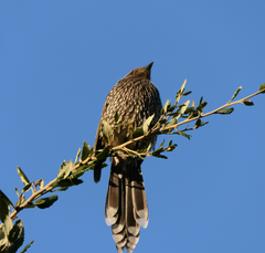 Anthochaera chrysoptera