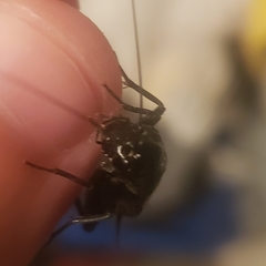 Gryllus pennsylvanicus