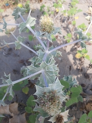 Eryngium maritimum