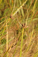 Bolboschoenus maritimus