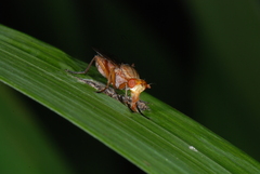 Tetanocera