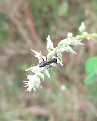 Camponotus compressus