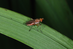 Tetanocera
