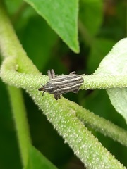 Sternuchopsis waltoni