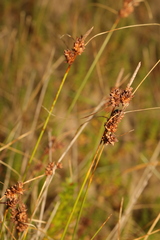 Carex extensa