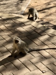 Chlorocebus pygerythrus pygerythrus