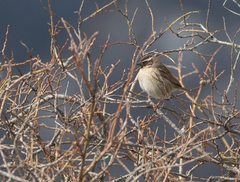 Prunella atrogularis