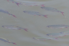 Scardinius erythrophthalmus