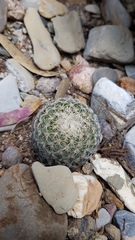 Mammillaria solisioides