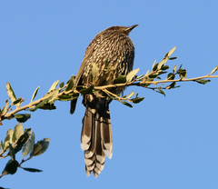 Anthochaera chrysoptera