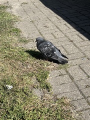 Columba livia domestica