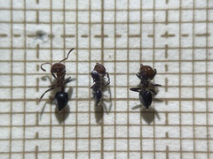 Crematogaster scutellaris