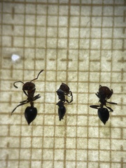 Crematogaster scutellaris