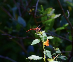Sympetrum vicinum