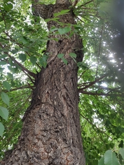 Ulmus glabra