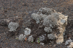 Stereocaulon