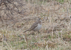 Turdus atrogularis