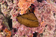 Aplysia fasciata