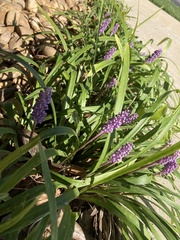 Liriope