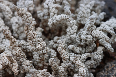 Stereocaulon