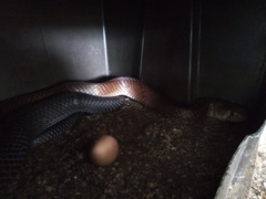 Drymarchon melanurus