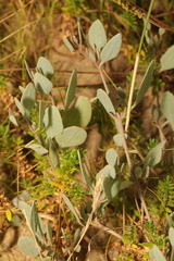 Atriplex portulacoides