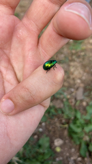 Chrysolina herbacea