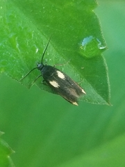 Scythris sinensis