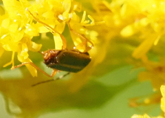 Rhagonycha