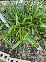 Paspalum langei