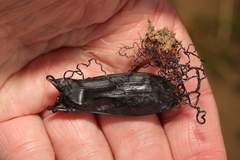 Scyliorhinus canicula