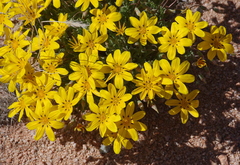 Gazania lichtensteinii