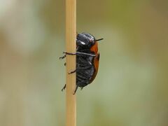 Coptocephala rubicunda