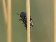 Coptocephala rubicunda