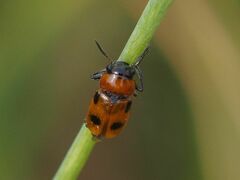 Coptocephala rubicunda